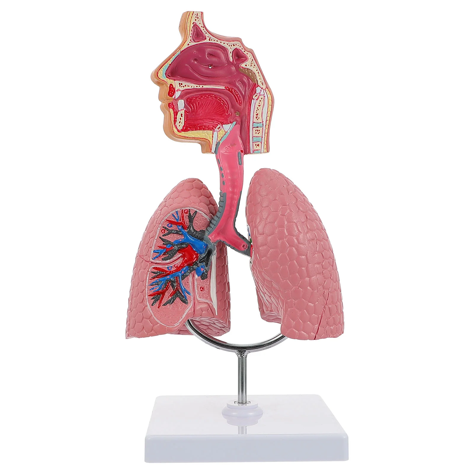 Модель Анатомии легких и дыхательных путей Система обучения модели человеческого дисплея Школьные Легкие Анатомическое Сердце Обучающая Игрушка для носа