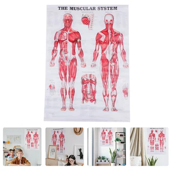 Мышечная Система Человека Диаграмма Анатомии Системы Плаката График Тело, Плакат  2