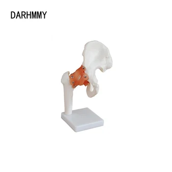 Модель Тазобедренного сустава DARHMMY В Натуральную величину, Анатомическая Модель, Медицинское обучение  3