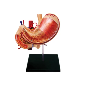 4D Мастер Анатомии органов желудка человека, собранная модель, медицинские образовательные игрушки-головоломки с анатомическим видением  3