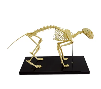 Размер 1:1 Медицинская Обучающая модель Модель скелета Кошки Анатомическая модель Скелета Животного Модель YA-A5012  4