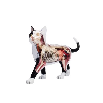 Анатомическая модель органов животных 4D Интеллект кошки Сборка Игрушки Обучающая Анатомическая модель DIY Научно-популярная техника  10