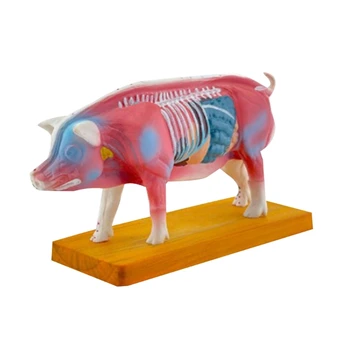 Модель анатомии свиньи в виде челнока, анатомическая модель животного для обучения ветеринарии  10
